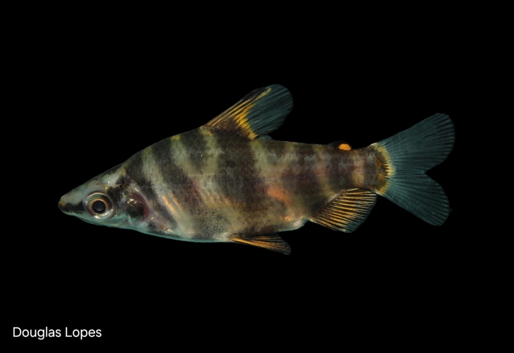 Headstander (Abramites hypselonotus) — Anostomidae