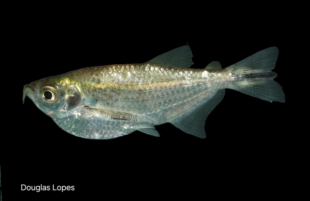 Triportheus claudiae