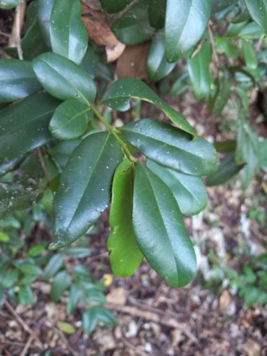 Pimenta berciliae