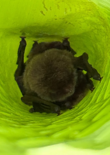 Spix's Disk-winged Bat