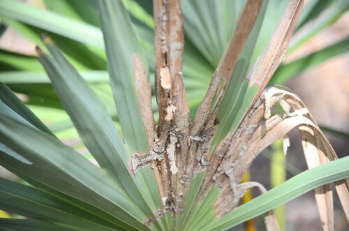 Palm Leaf Skeletonizer Moth photo 3