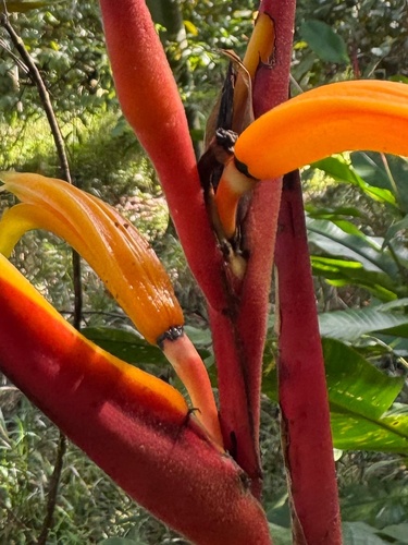 Heliconia osaensis (Heliconia osaensis)