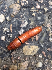 Papilio multicaudata