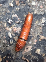 Papilio multicaudata