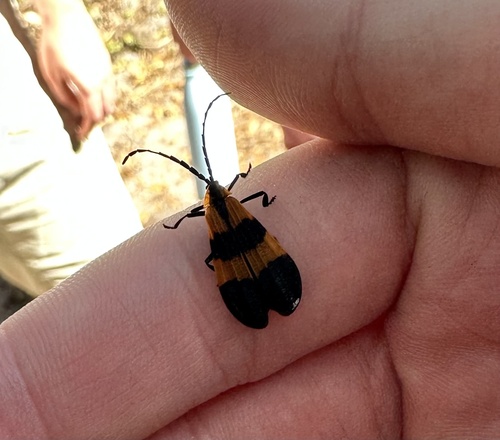 Banded Net-winged Beetle photo 5
