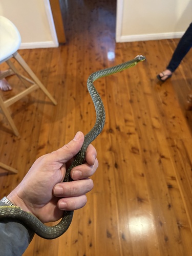 Common Tree Snake sighting