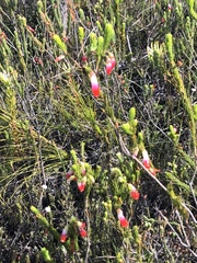 Erica regia