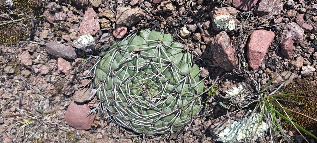 Matucana charlesiorum, La Libertad, PE