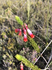 Erica regia