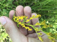 Solidago pinetorum