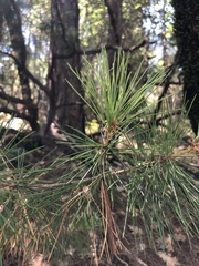 Pinus lambertiana