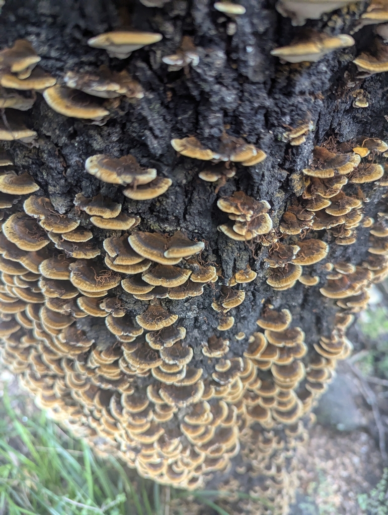 Inonotus nothofagi · February 2025 · photo: © bethlybeth (iNaturalist, cc0)