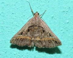Acantholipes trajecta