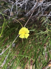 Crocanthemum aldersonii