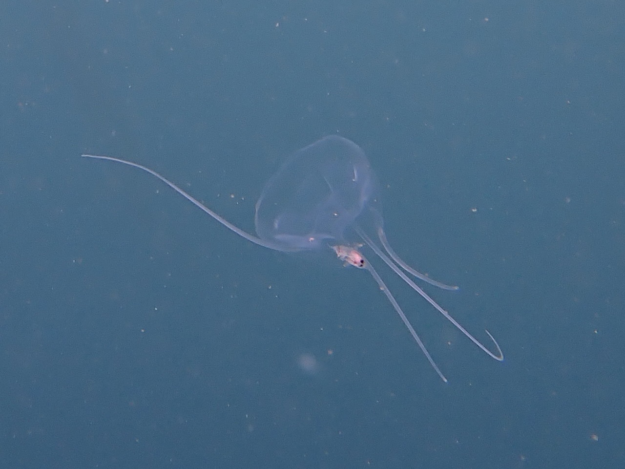 Solmundaegina nematophora Lindsay, 2017
