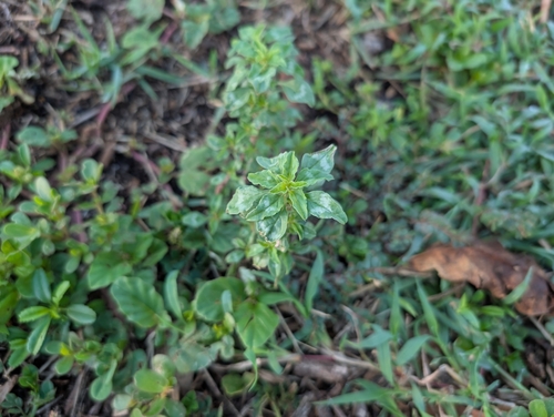 Foto de Caruru-de-mancha