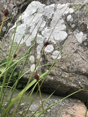 Juncus conglomeratus