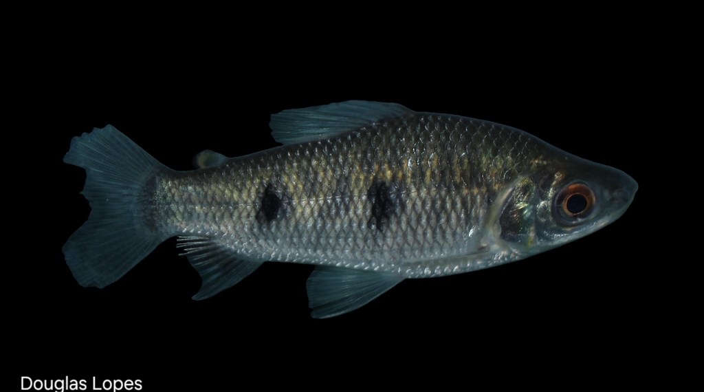 Leporinus lacustris