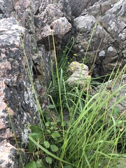 Juncus conglomeratus