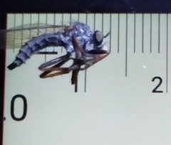 Neomochtherus geniculatus