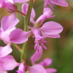 Polygala polygama