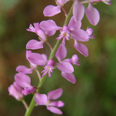 Polygala polygama