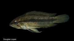 Three-Striped Dwarf Cichlid photo 1