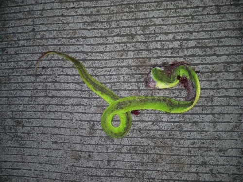 Trimeresurus albolabris