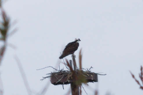 iNaturalist observation photo of Osprey