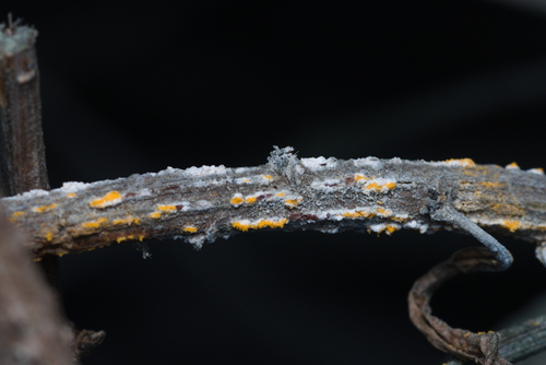 iNaturalist observation photo of coyote brush rust