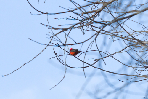 iNaturalist observation photo of Vermilion Flycatcher