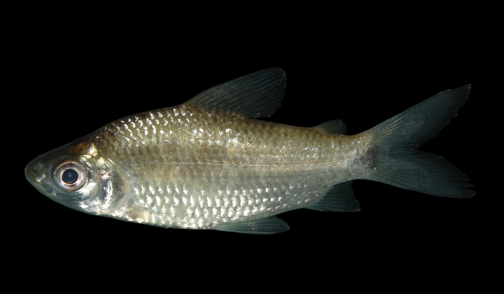 Rugvlek-curimata (Curimatella dorsalis) — Curimatidae
