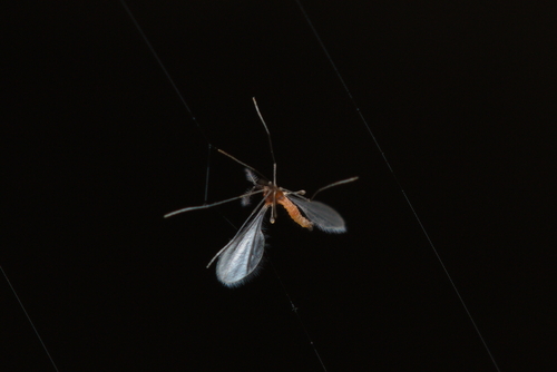 iNaturalist observation photo of Gall and Forest Midges