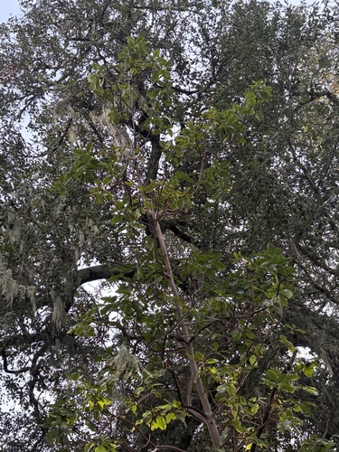 Arbutus menziesii