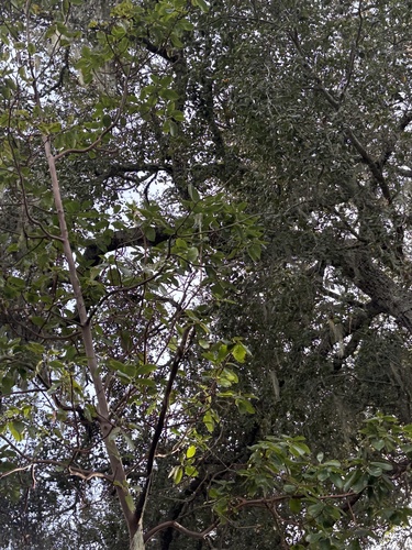 Arbutus menziesii