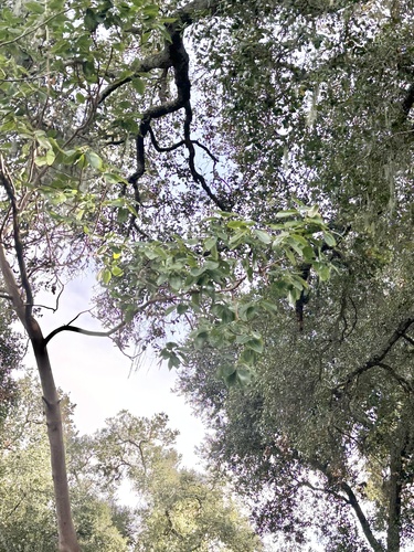 Arbutus menziesii
