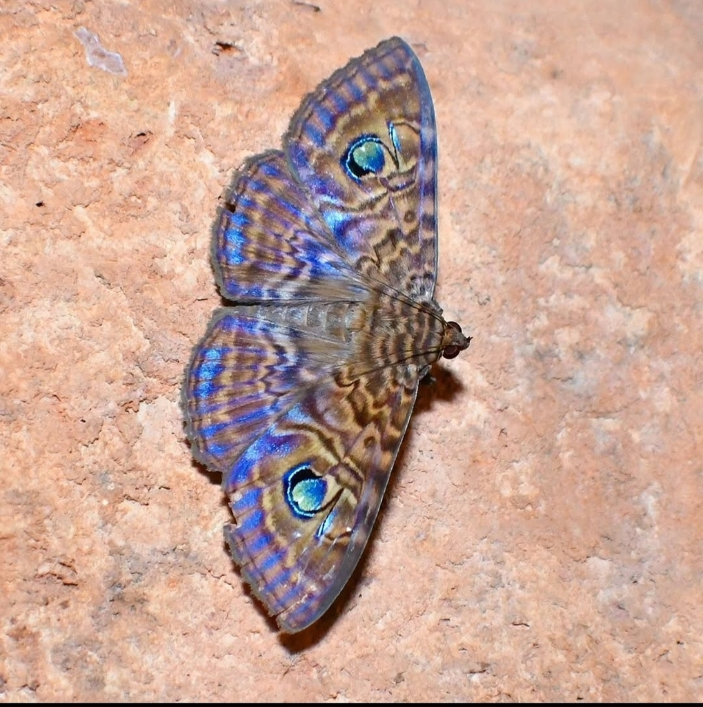 Speiredonia darwiniana