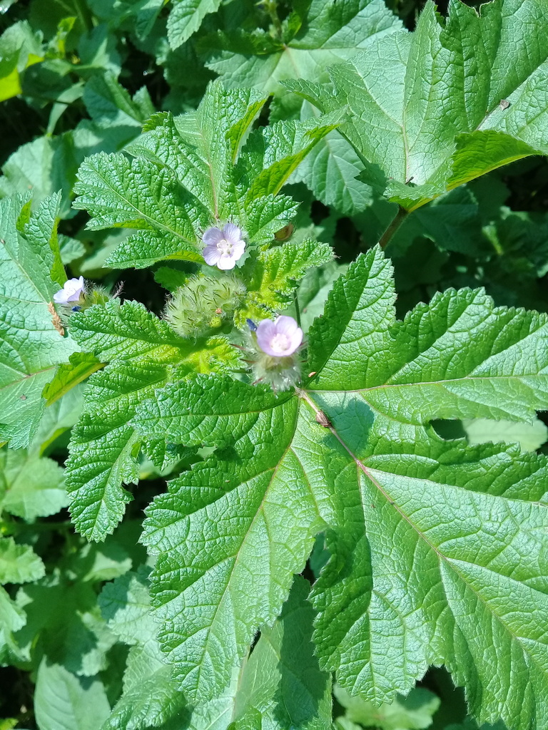 Fuertesimalva limensis