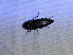 Diplostethus opacicollis