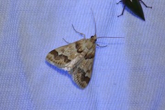 Pseudoschinia elautalis