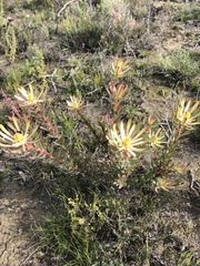Leucadendron modestum