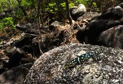 Sceloporus macdougalli