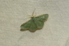 Chlorochlamys phyllinaria