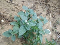 Heliotropium ellipticum