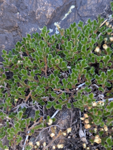 Arizona spikemoss (Selaginella arizonica)