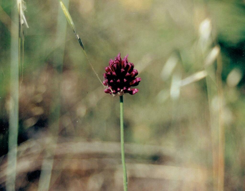 Allium sphaerocephalon, 4690 Gralheira, Portugal