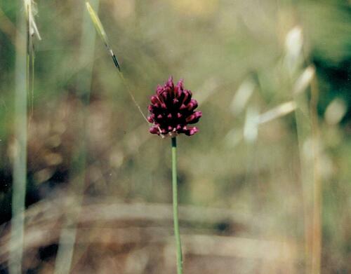 Allium sphaerocephalon