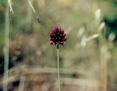 Drumstick Allium (Allium sphaerocephalon)