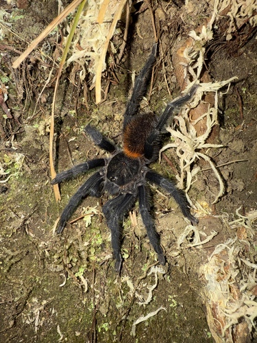 Kankuamo marquezi Perafán, Galvis & Gutiérrez, 2016