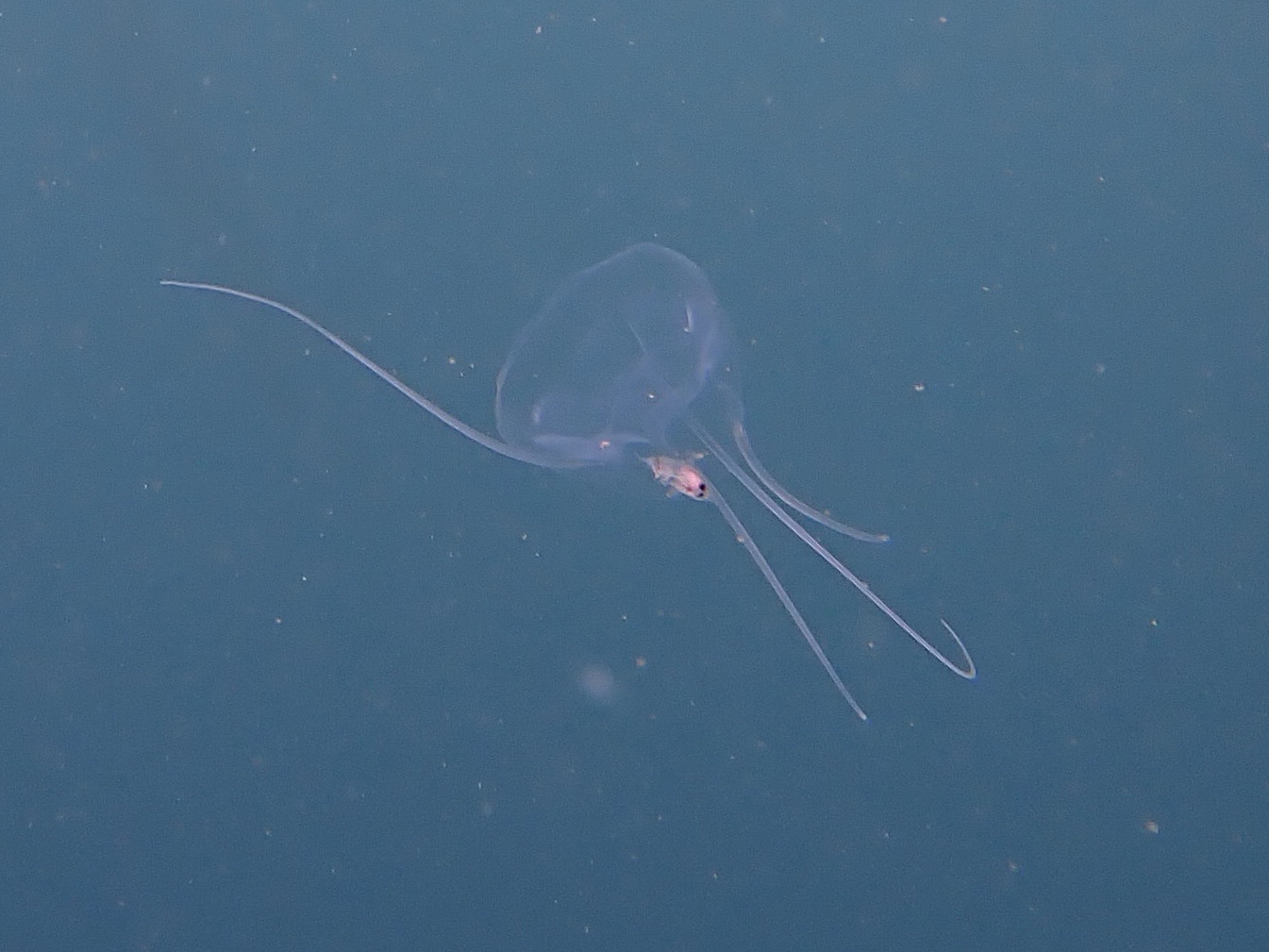 Solmundaegina nematophora Lindsay, 2017